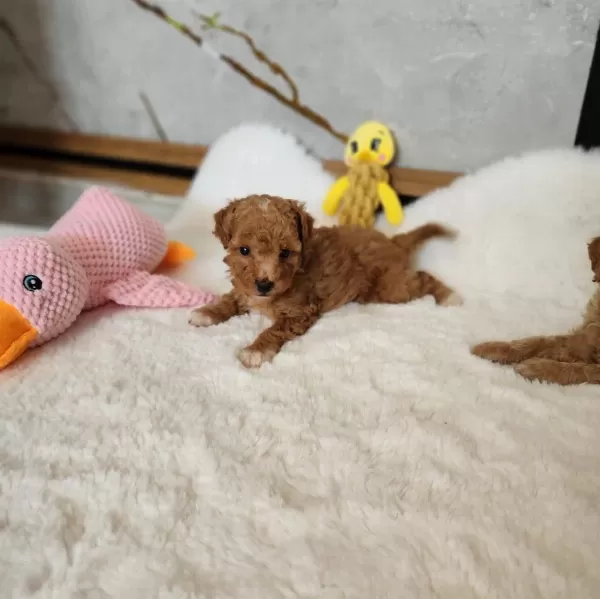 Maltipoo Yavrularimiz