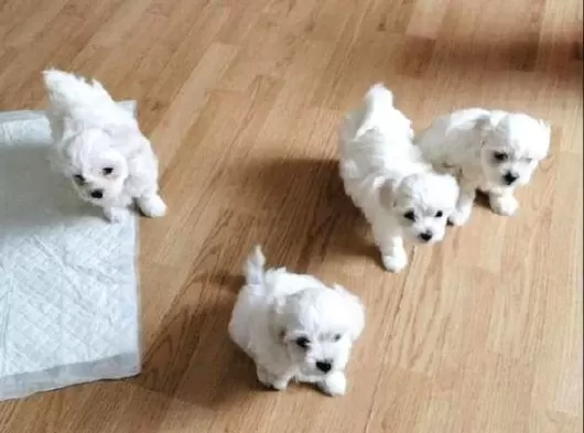 Mini Boy Maltese Yavrularımız
