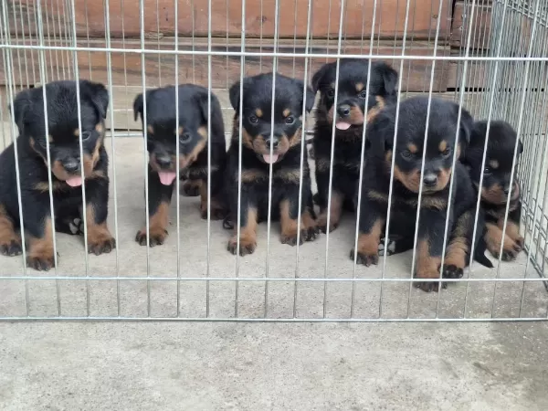 A Şecereli Macar Koca Kafa Küt Burun Rottweiler