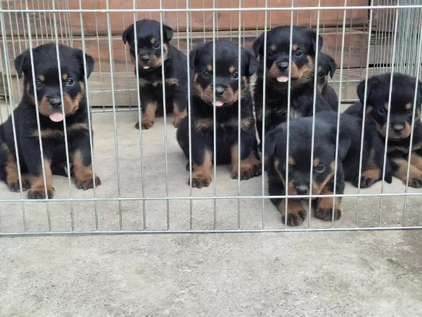A Şecereli Macar Koca Kafa Küt Burun Rottweiler