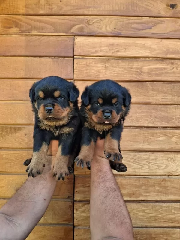 A Şecereli Macar Koca Kafa Küt Burun Rottweiler