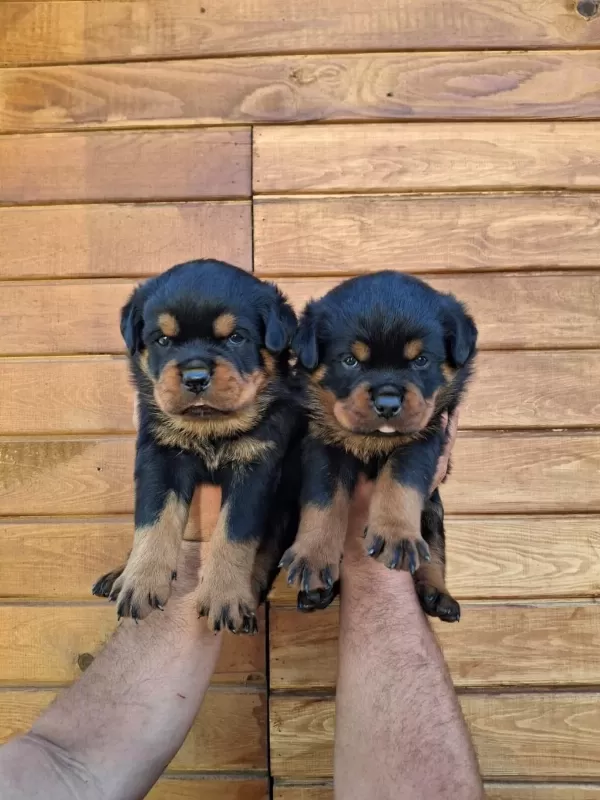 A Şecereli Macar Koca Kafa Küt Burun Rottweiler
