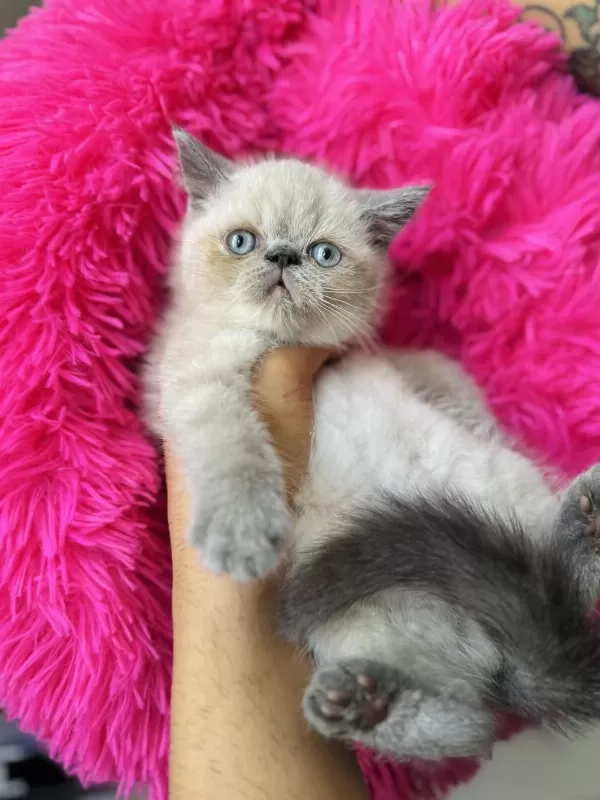Exotic Shorthair Bluepoint