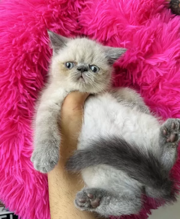 Exotic Shorthair Bluepoint