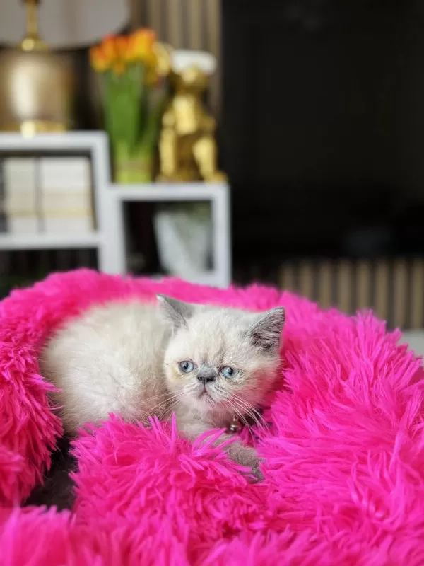 Exotic Shorthair Bluepoint
