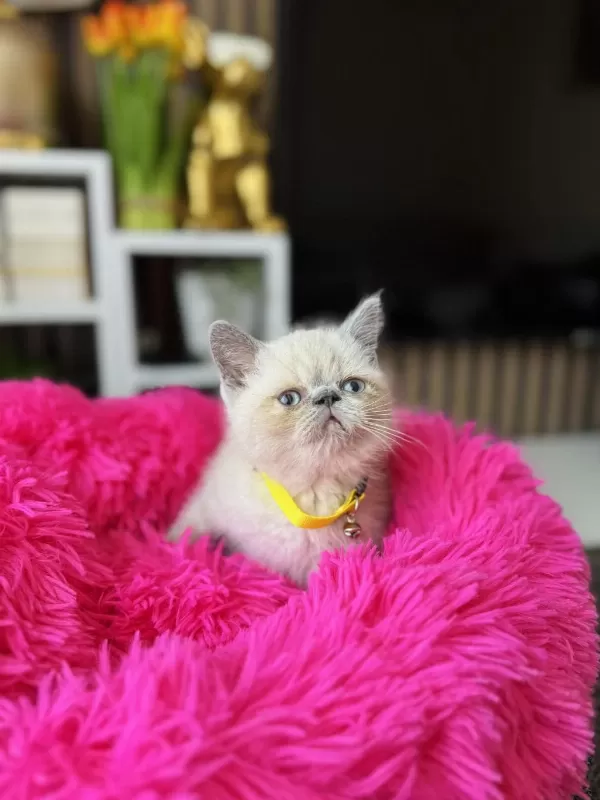 Exotic Shorthair Bluepoint
