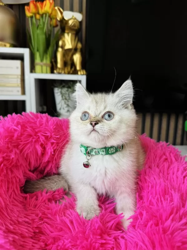 British Shorthair Silver Point