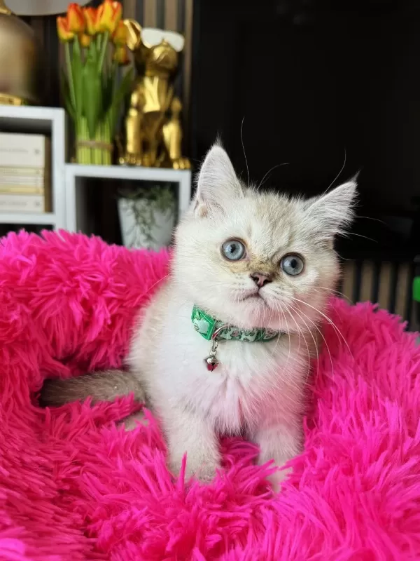 British Shorthair Silver Point
