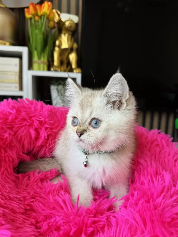 British Shorthair Silver Point
