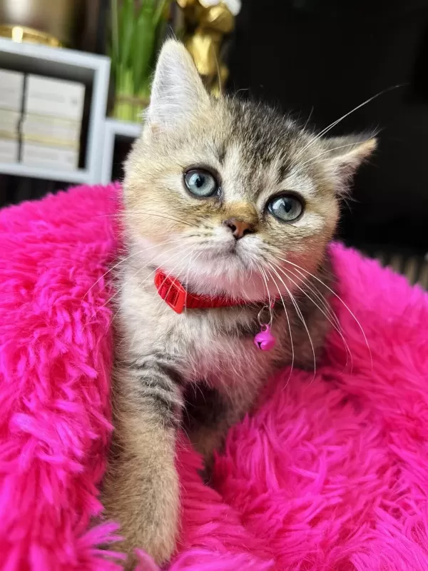 British Shorthair Black Golden
