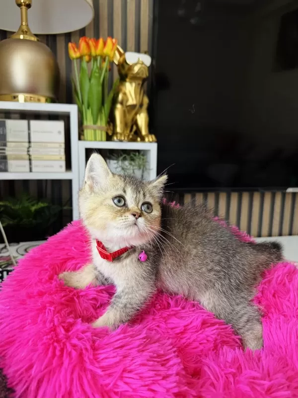 British Shorthair Black Golden