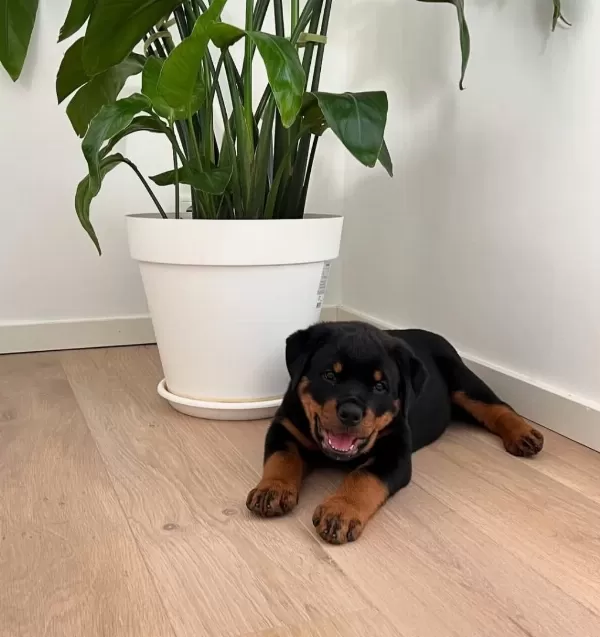 Evinizin Yeni Üyesi Rottwailler Kapıda Ödeme Vardır