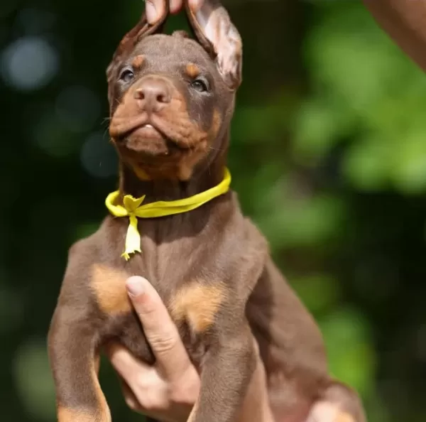 Evinizin Yeni Üyesi Doberman Kapıda Ödeme Vardır