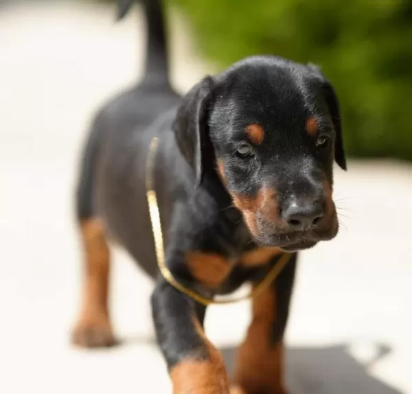 Evinizin Yeni Üyesi Doberman Kapıda Ödeme Vardır