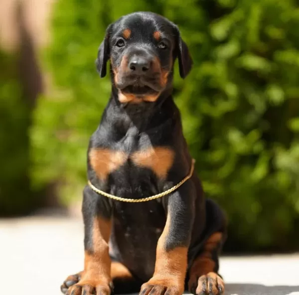 Evinizin Yeni Üyesi Doberman Kapıda Ödeme Vardır