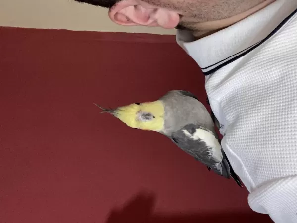 Konuşan Ve Yavru Sultan Papağanlar