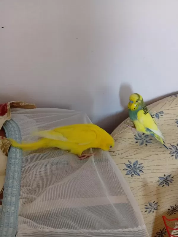 Eş Muhabbet Kuşumuz İsteyene Tek Verilir