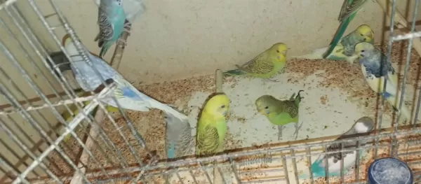 Yavru Ve Yetişkin Muhabbetler