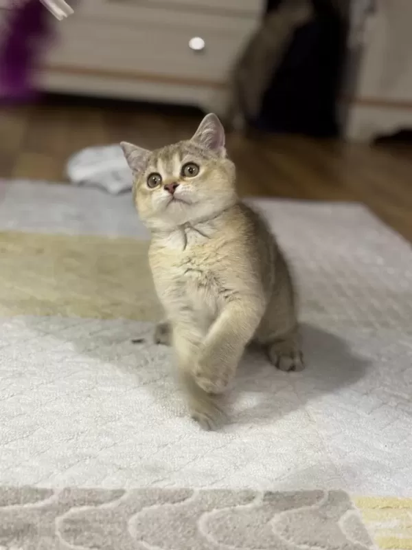 Dişi British Shorthair Bebek
