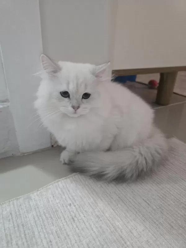 Koca Kafa Kedilerimiz Aa Kalite Safkandir