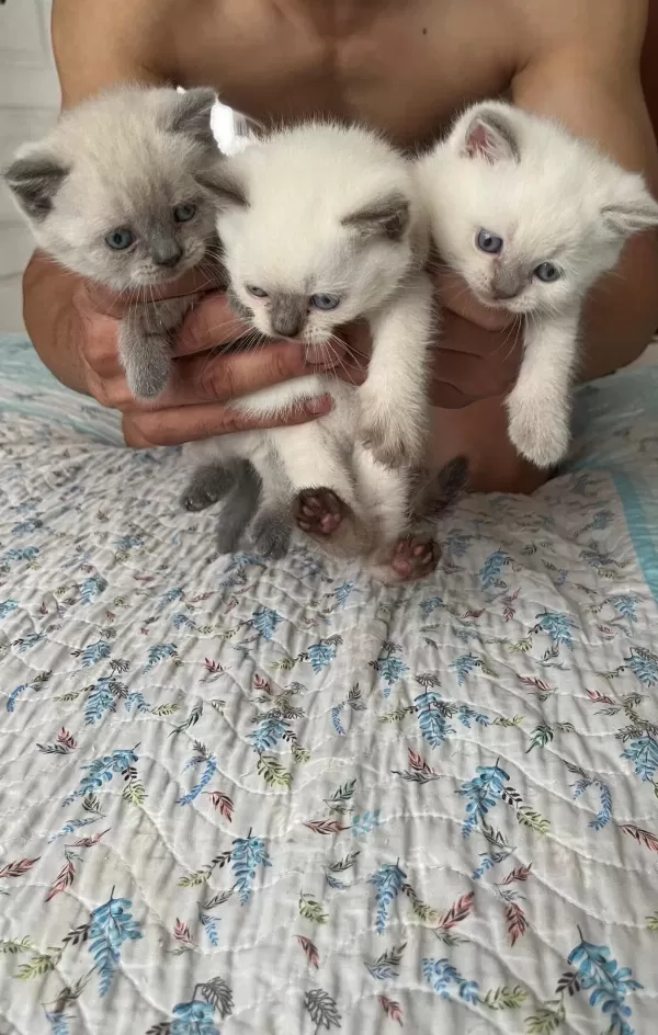 Blue Point Özel Yavru Kediler