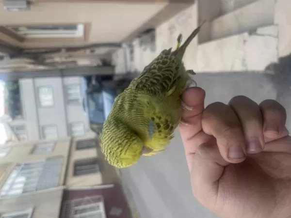 Full Evcil Muhabbet Kuşu Show Jumbo Erkek