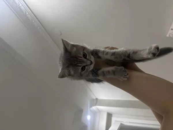 2 Aylık British Shorthair