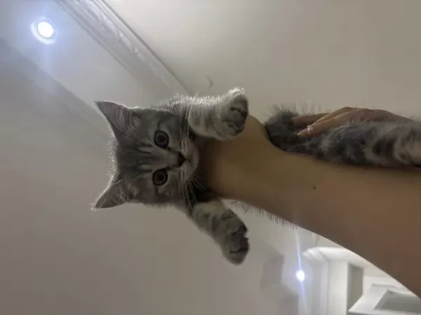 2 Aylık British Shorthair