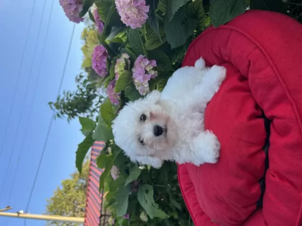 Orjinal Kar Beyaz Bichon Frise Yavrular