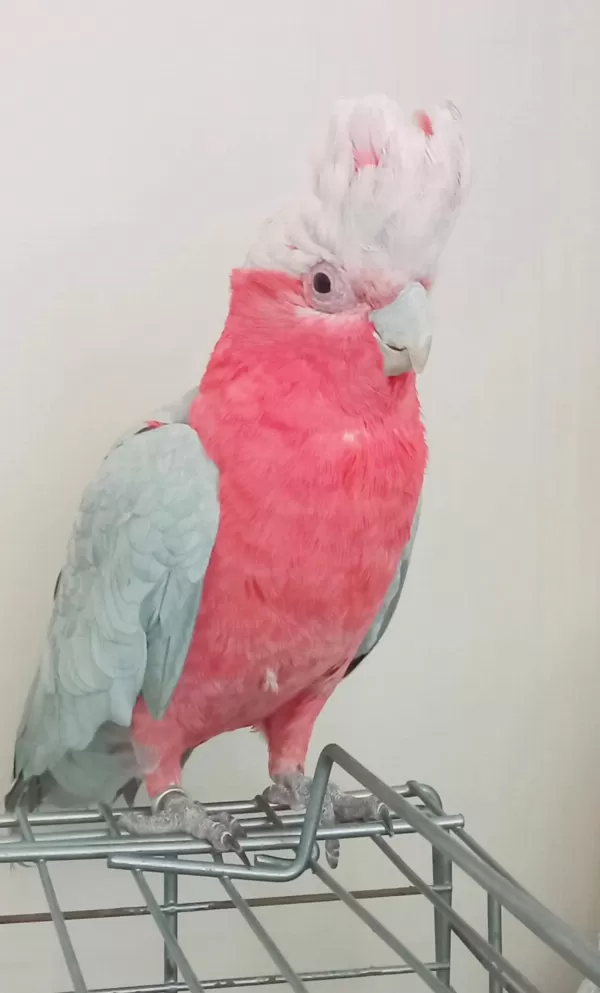 Harika Yarı Evcil Kakadu