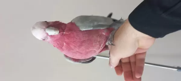 Harika Yarı Evcil Kakadu