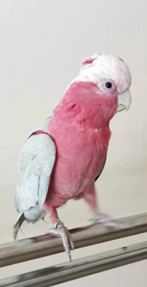 Harika Yarı Evcil Kakadu