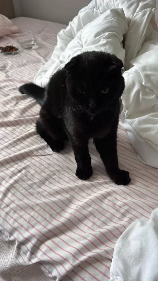 Siyah Scottish Fold Kızımıza Yuva Arıyoruz