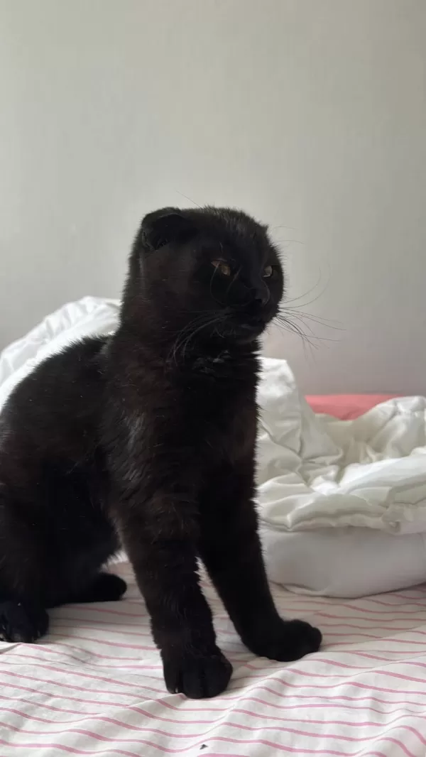 Siyah Scottish Fold Kızımıza Yuva Arıyoruz