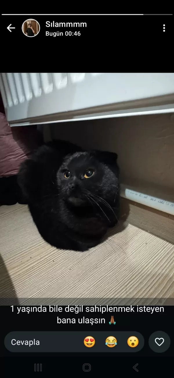 Siyah Scottish Fold Kızımıza Yuva Arıyoruz