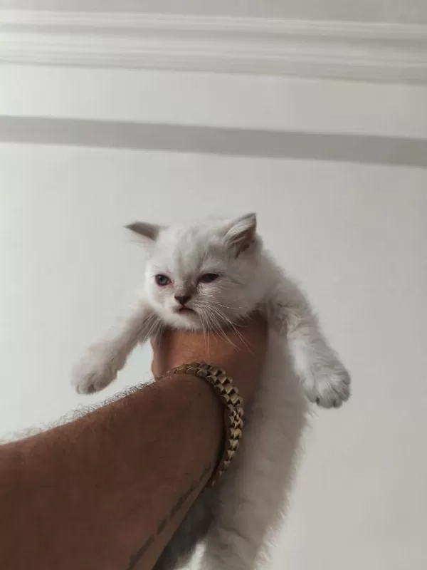 British Shorthair Yavrularımız Sahiplendirilecektir