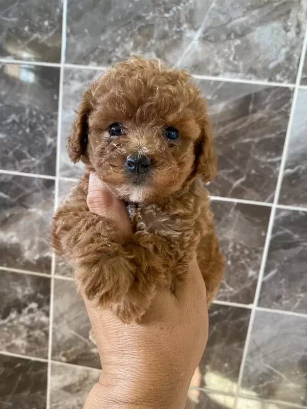 Orjinal Minyatür Toy Poodle Yavrular