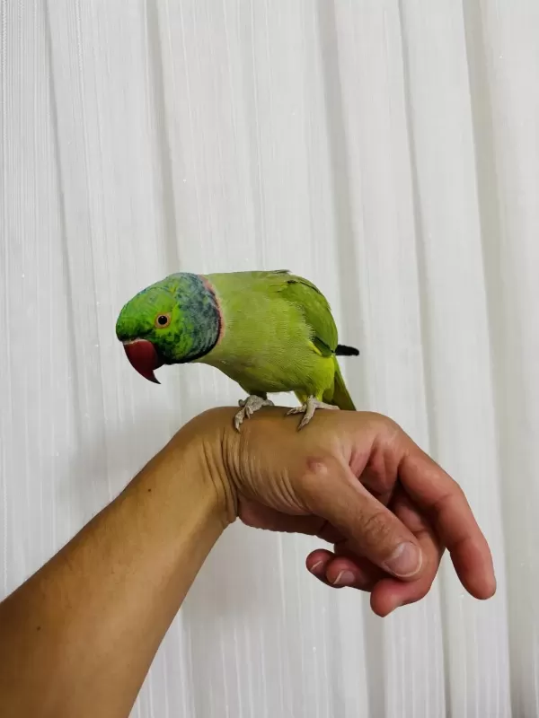 Evcil Konuşan Erkek Portakal Kafa Pakistan Papağanı