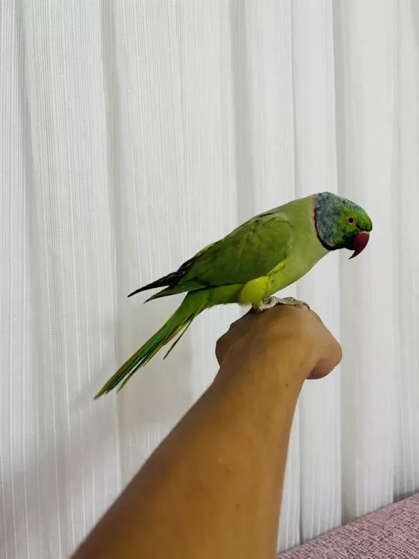 Evcil Konuşan Erkek Portakal Kafa Pakistan Papağanı