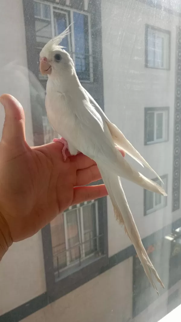 Full Evcil Sultan Papağanı Albino