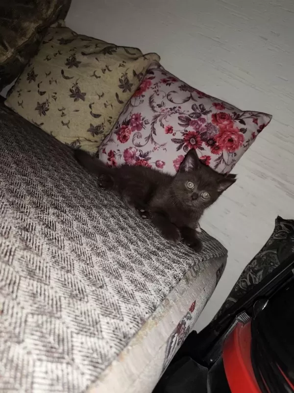 British Shorthair Yavru Erkek