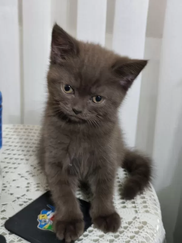 British Shorthair Yavru Erkek