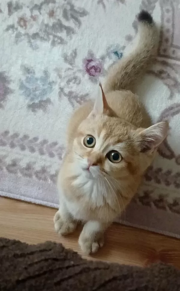 Üç Aylik Erkek Kedimiz Ücretsiz