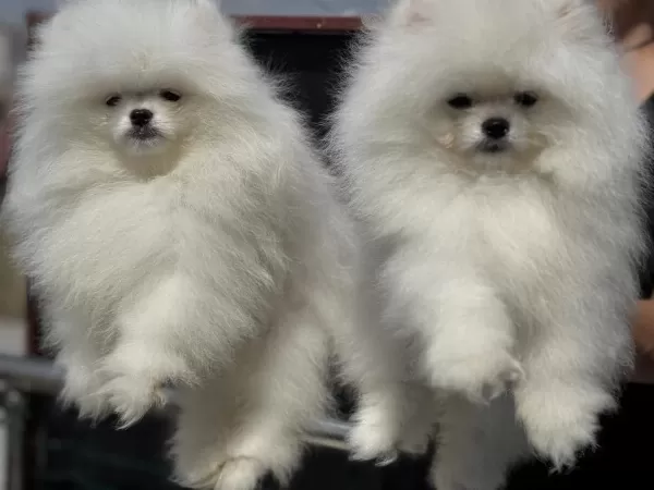 Petmode Köpek Çiftliğinden Teddy Pomeranian