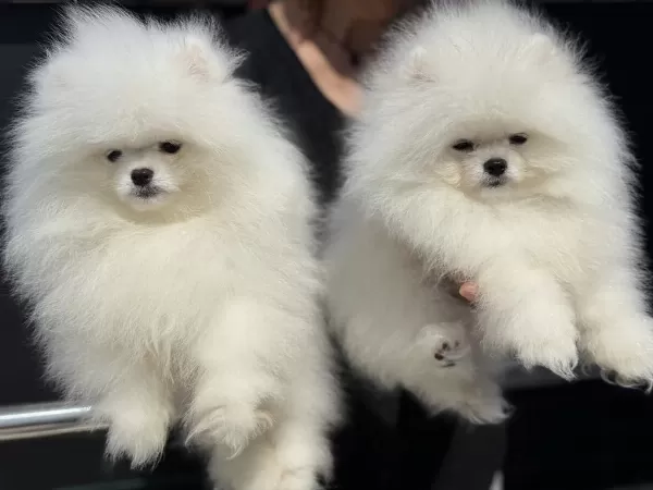 Petmode Köpek Çiftliğinden Teddy Pomeranian