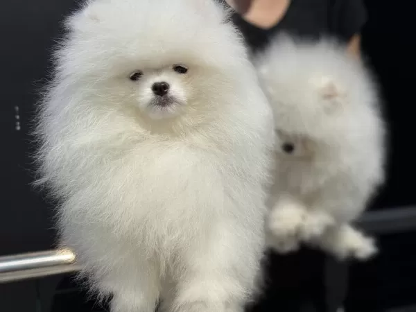 Petmode Köpek Çiftliğinden Teddy Pomeranian