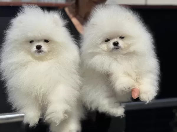 Petmode Köpek Çiftliğinden Teddy Pomeranian
