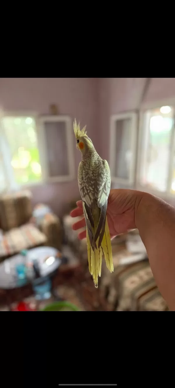 Sahibinden Yavru Sultan Papağanı