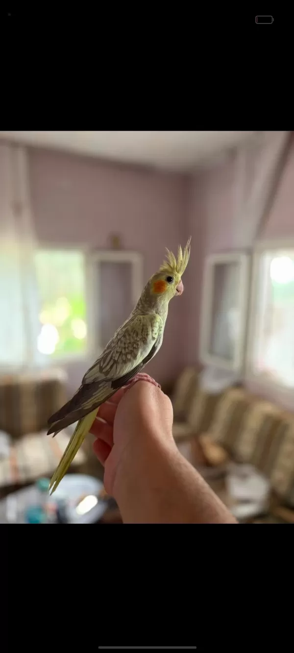 Sahibinden Yavru Sultan Papağanı