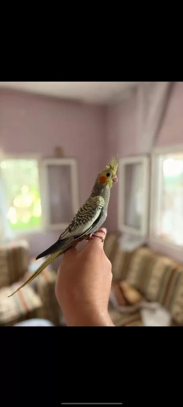 Sahibinden Yavru Sultan Papağanı